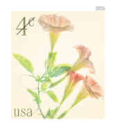 4c Angel’s Trumpets